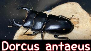 アンタエウスオオクワガタ　幼虫5頭セット