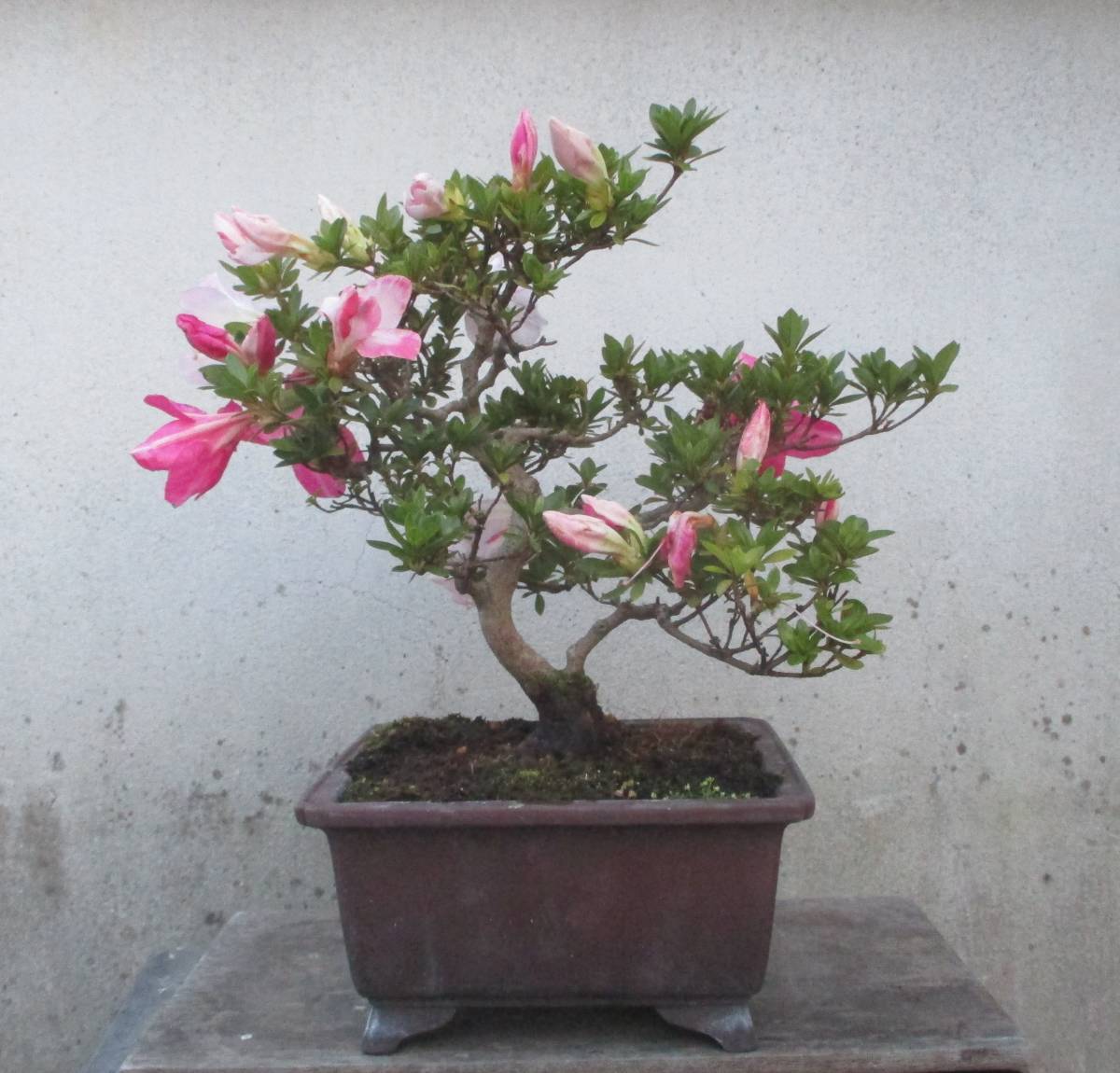 さつき盆栽 春香の光 www.nickstellino.com