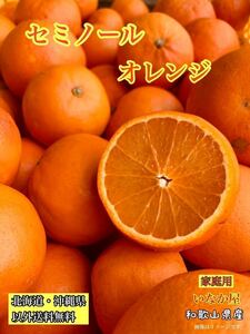 残り少し！早い者勝ち！　セール　和歌山県産　セミノール　オレンジ　家庭用　8kg 