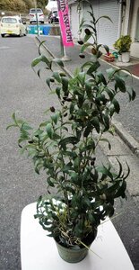 ☆フェイクグリーン オリーブ 観葉植物 人工植物◆高さ102cm2,991円
