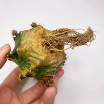 多肉植物 サボテン　ギムノカリキウム・ミハノビッチ錦　緋牡丹錦　斑入り Gymnocalycium Mihanovichii Variegated _画像8