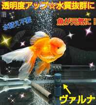 海水魚の飼育者も絶賛！【ヴァルナ15センチ】有害物質を強力抑制！病原菌や感染症を防ぎ透明度が抜群に☆水槽に入れるだけ！水替え不要に_画像8