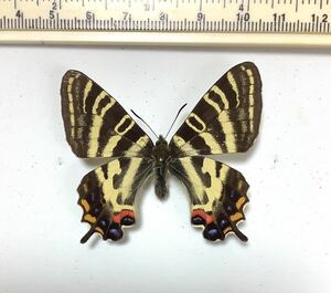 国産蝶標本　ギフチョウ