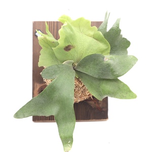 ビカクシダ ウィリンキー P. Willinckii normal 焼杉板 観葉植物 送料無料 コウモリラン ハンギング 珍奇植物 ビザールプランツ P2205-657