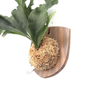 ビカクシダ ヒリー ドラゴン P. hillii cv.Dragon 送料無料 コウモリラン Platycerium 着生板 盾 観葉植物 PLANTS HEAD P2205-682