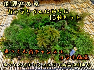 【苔テラリウム】始めたい方に適した苔15種セット☆