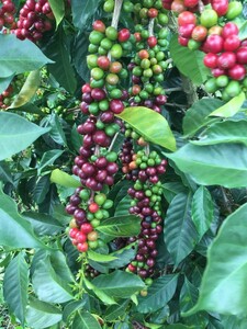 パナマ　レリラ農園　ゲイシャナチュラル生豆500g コーヒー豆