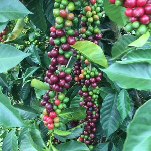 パナマ　レリラ農園　ゲイシャナチュラル生豆500g コーヒー豆