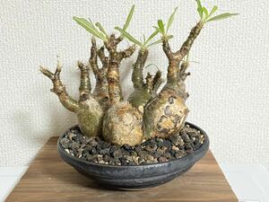4頭　グラキリス　発根済み　1年以上育成株　安西岳郎さんの鉢付き　コーデックス パキポディウム パキポディウムグラキリス 塊根植物 