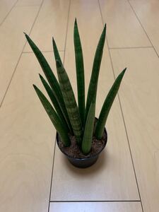 サンスベリア ロケット2