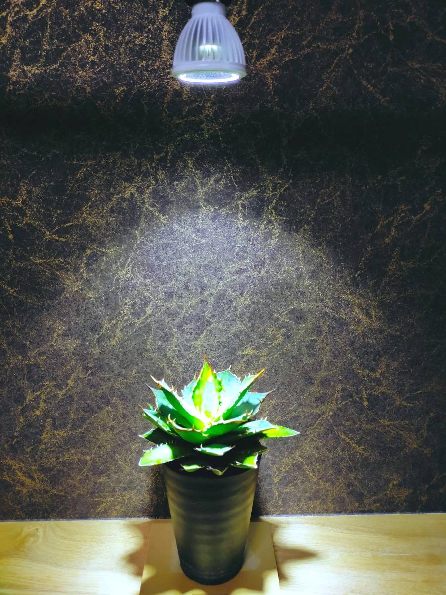 ハンドメイ 植物育成ライト 太陽光 フルスペクトルLEDの通販 by Sawada