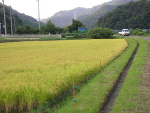 鳥取県　農園のうだ産　令和3年ひとめぼれ玄米20ｋｇ　送料・精米無料