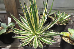 Agave schidigera Royal Flush