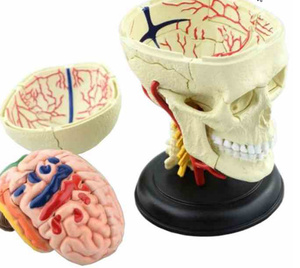 H298★組み立て人間の脳頭蓋骨模型 解剖骨格脳頭蓋骨