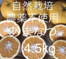 A4.5甘夏 無肥料自然農農薬消毒化学肥料不使用自然栽培　あまなつ　夏みかん　無農薬　オーガニック_画像1