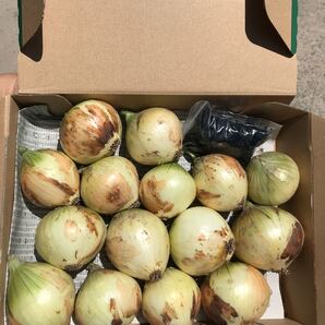 淡路島産ミニ玉ねぎ