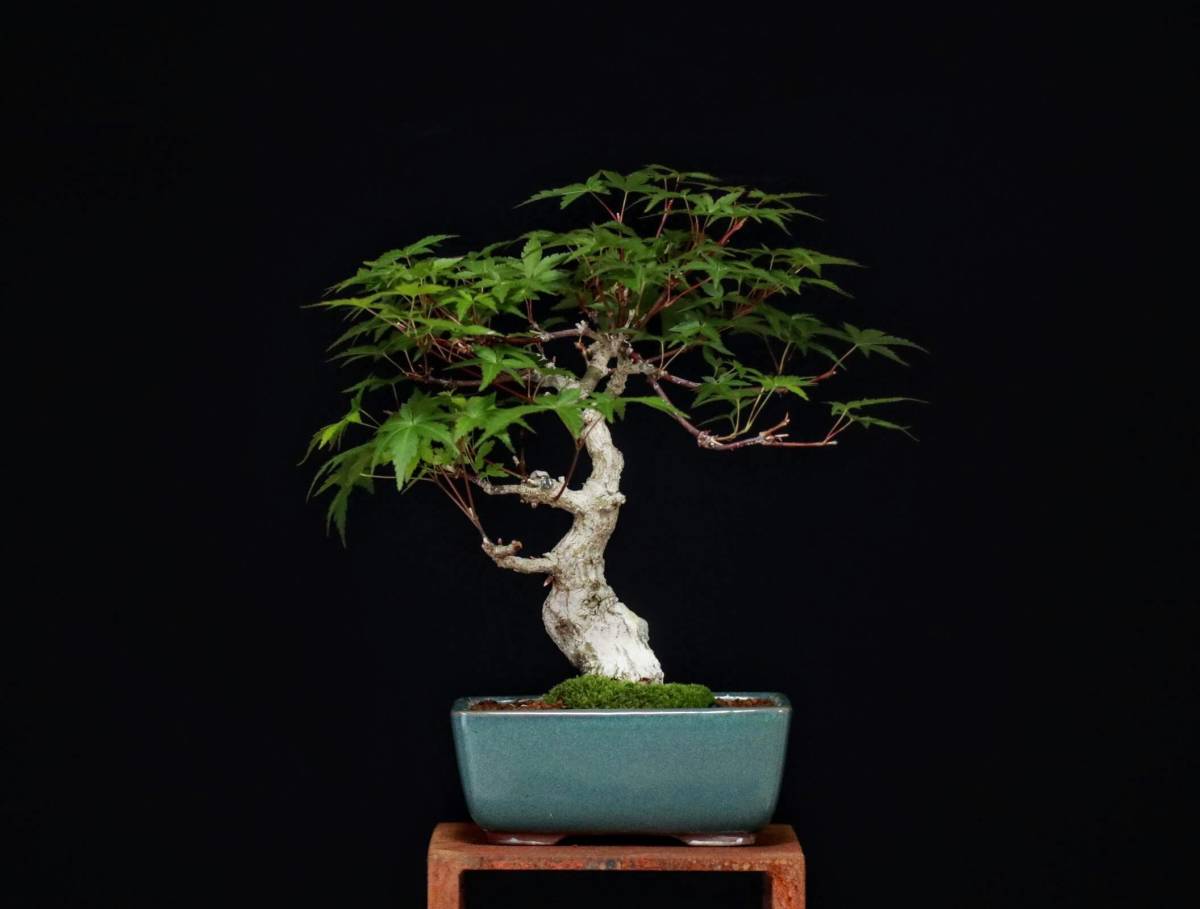 通常 1本タイプ 時代 青磁 水盤 盆栽 - 工芸品