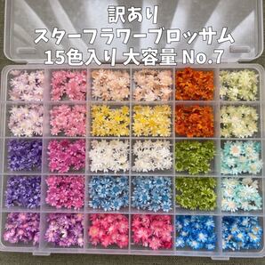 訳あり スターフラワーブロッサム ミックスサイズ 大容量 7