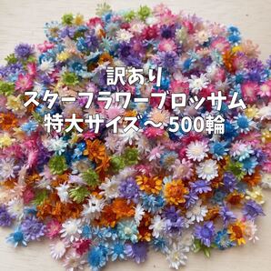 訳あり スターフラワーブロッサム 特大サイズ 大容量
