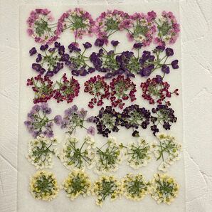 アリッサム 押し花 30輪