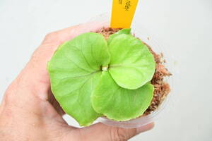 P.ridleyi⑦ @bikamori.com ビカクシダ リドレイ