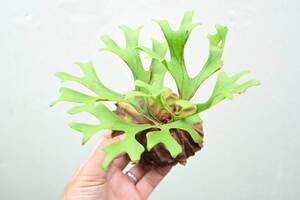 P.ridleyi wild from Kalimantan⑫ @bikamori.com ビカクシダ リドレイ