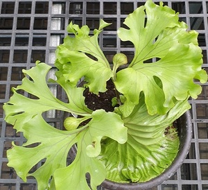 P.ridleyi wide form Type-A② @bikamori.com ビカクシダ リドレイワイドフォーム