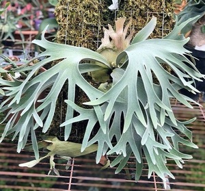 P.willinckii 'Celso Tatsuta' ⑫ @bikamori.com ビカクシダ ウィリンキー セルソ タツタ