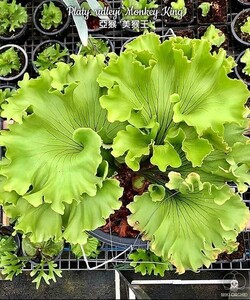 P.ridleyi 'Monkey King' ① @bikamori.com ビカクシダ リドレイ モンキーキング