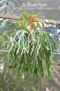 P.Riverflow Sporeling (P.Mt.Lewis × P.bifurcatum) @bikamori.com ビカクシダ リバーフロー
