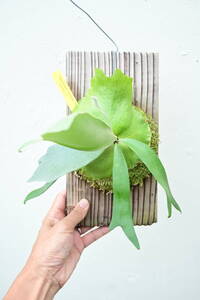 P.willinckii 'XuDa'② @bikamori.com ビカクシダ ウィリンキーシューダ
