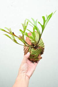 P.ridleyi wild from Kalimantan narrow form @bikamori.com ビカクシダ リドレイ