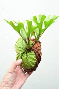 P.ridleyi wild from Kalimantan⑤ @bikamori.com ビカクシダ リドレイ
