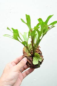 P.ridleyi wild from Kalimantan⑨ @bikamori.com ビカクシダ リドレイ