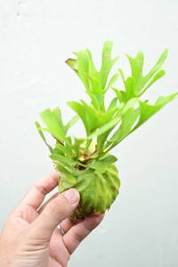 P.ridleyi wild from Kalimantan⑩ @bikamori.com ビカクシダ リドレイ