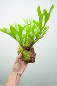 P.ridleyi wild from Kalimantan⑱ @bikamori.com ビカクシダ リドレイ