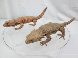 ヤフオク アルマジロトカゲ ガチャ の落札相場 落札価格 ヤフオク アルマジロトカゲ ガチャ の落札相場 落札価格
