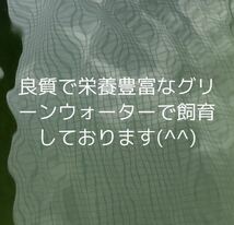 □水雲メダカ□「レンブラント」の有精卵 10個＋α．極美ヒレ長メダカ！！紅帝系の美しい紅色！_画像2