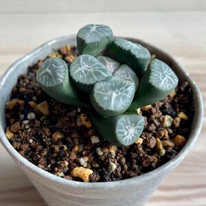 多肉植物 ハオルチア 万象 抜き苗
