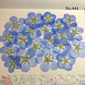 ☆new☆作家様必見☆人気のネモフィラがいっぱい☆押し花セット