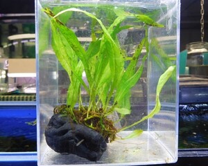 ヤフオク 活着水草の中古品 新品 未使用品一覧 ヤフオク 活着水草の中古品 新品 未使用品一覧