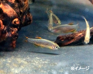 熱帯魚　ミクロラスボラspハナビ　5匹　※雄雌のご指定不可