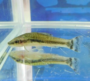 熱帯魚　オトシンクルス　1匹　※コケ取り名人　雄雌のご指定不可　オトシン　並オトシン