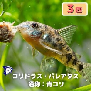 熱帯魚　コリドラス・パレアタス　青コリ　3匹　※雄雌のご指定不可