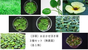 （浮草）おまかせ浮き草　３種セット（無農薬）（各１株）