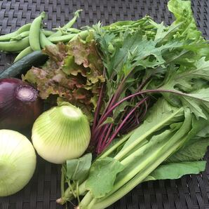 野菜詰め合わせ 野菜セット コンパクト