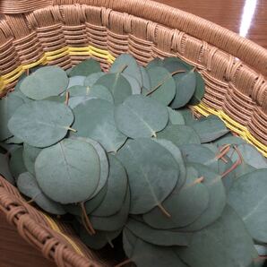 ユーカリ葉 200枚