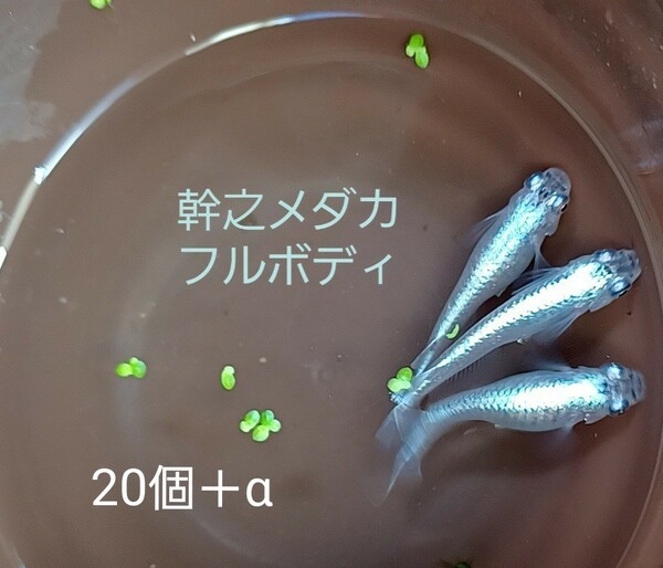 ①幹之フルボディ　メダカ卵20個＋α