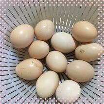 （即決）2～3日卵6個 モコモコ純粋烏骨鶏有精卵（割れ補償込み）_画像3