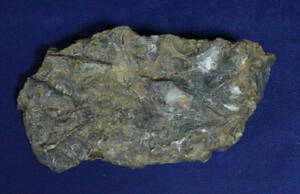 希少　石燕　母岩付き　キルトスピリファ－ ★送料無料　未研磨化石　化石　重さ約2.294g A082